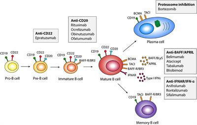 Frontiers | B Cell Therapy In Systemic Lupus Erythematosus: From ...